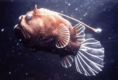 deep sea fish|Top 10 of the Most Interesting Deep Sea Fish .